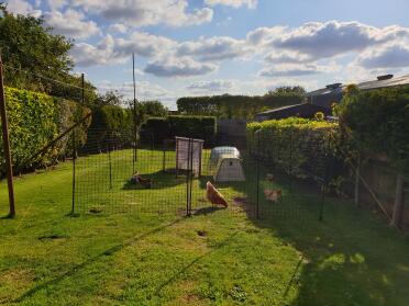 My new Omlet chicken fencing, totally love it...