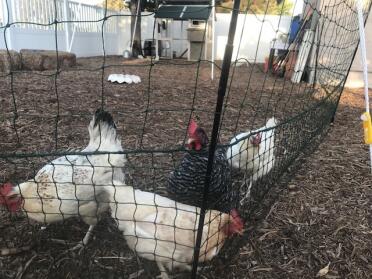 Südkalifornischer hinterhof