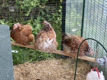 Our pekins love the perches