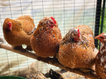 Perfect for four pekins at once