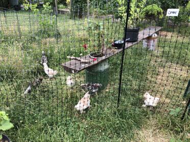 With its 50mm wide holes, the fencing is suitable for smaller chickens
