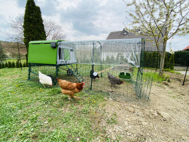 Happy chickens roaming around their Omlet Cube home
