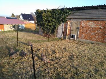 A convenient way to keep your chickens in one area