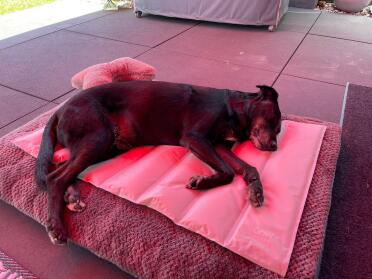 When your dog is not enjoying the cooling mat it can easily be folded up and stored in dry, cool place, ready for the next hot day.