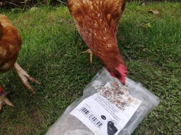 Petula getting her grit