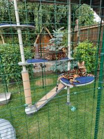 Oscar enjoying his Omelet catio. 