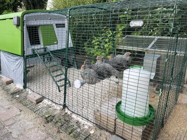 Resistant with all your chickens using it at the same time!