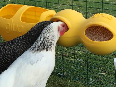 Meine mädchen lieben das futter von Omlet:)