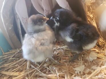 Two Chicks