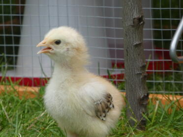 Chick in run