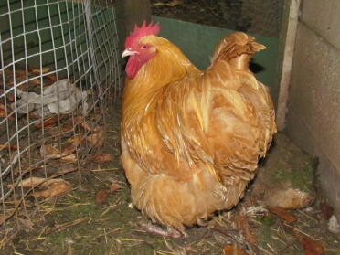 A buff orpington chicken cockerel.