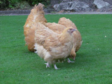 Buff orpingtons