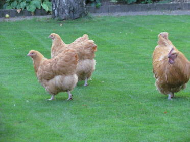 Buff orpingtons