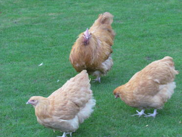 Buff orps