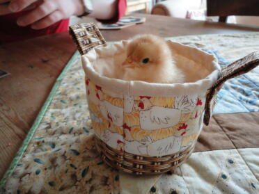 Chicky in a basket