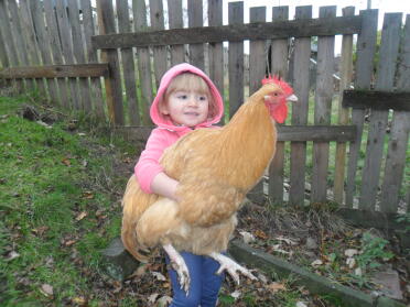 Eve und ihr Buff Orpington Hahn