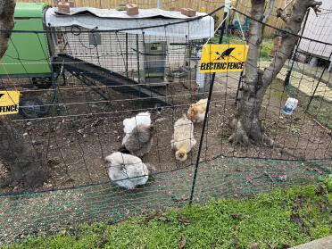 Notre adorable petite-fille -silkies chickens 