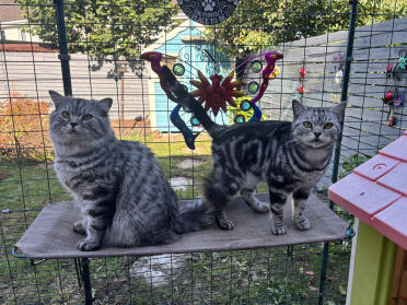 The two brothers sharing their cat shelf 