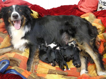 Honig, mein treuer border collie