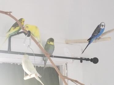 Happy keets