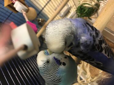 Budgie love