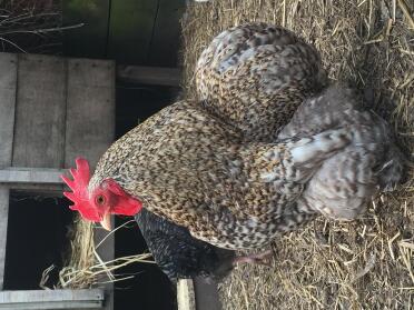 Kuckuck Pekin Hahn