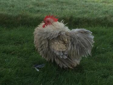 Fritz der Frizzle auf der Suche nach Lurv ....... x