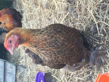 Gold p pekin