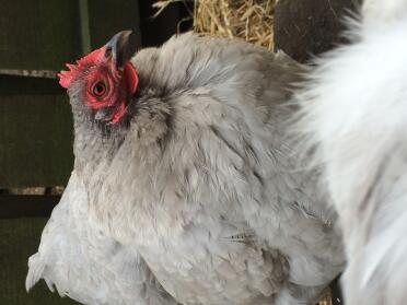 Lavendel Pekin