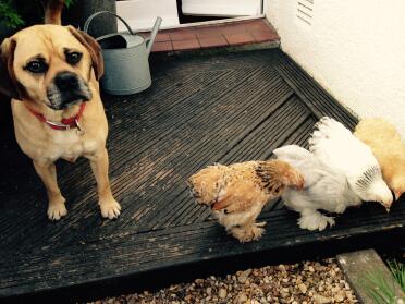 Olly und die Damen.
