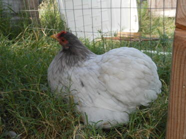 Splash Pekin Bantam Pullet
