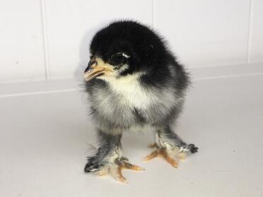 What a sweet Pekin Bantam chick!