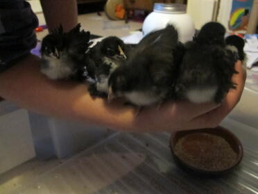 5 Pekin und Frizzle Chicks