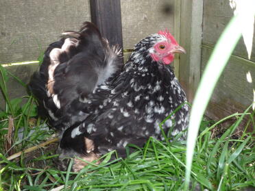 A mottled pekin hen.