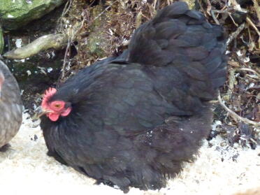 Schwarze Pekin Henne
