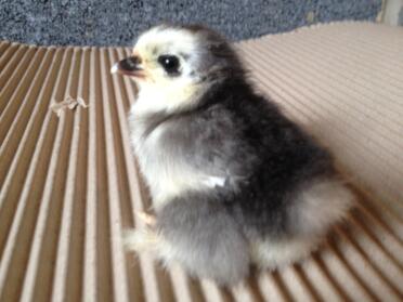 Blaue Mottle Pekin 2 Tage alt