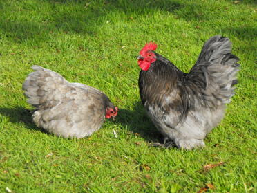 A blue pekin bantam pair.