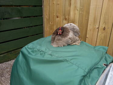 Broody Bell wird das Eglu nicht verlassen