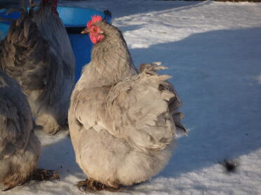 Cluck in the Snow
