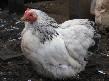 Kolumbianische Pekin Henne