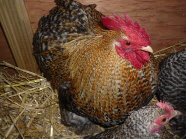 Crele Pekin