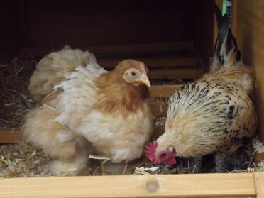 Gertie Wheaten Pekin