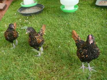 Gold sebright chicks