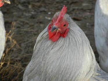 Lavendel Pekin