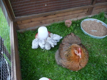 Lavender pekin chicks with broody
