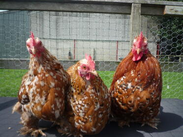 Three mille fleur pekin bantams.
