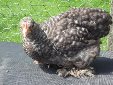 A cuckoo coloured pekin bantan hen.