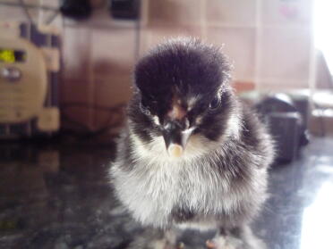 A tiny pekin bantam chick.