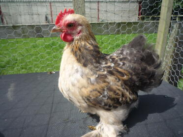 My pekin cockerel