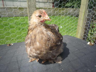 My pekin pullet 